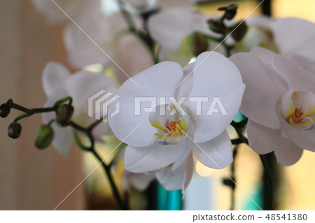 檀香山花夏威夷瓦胡島 48541380