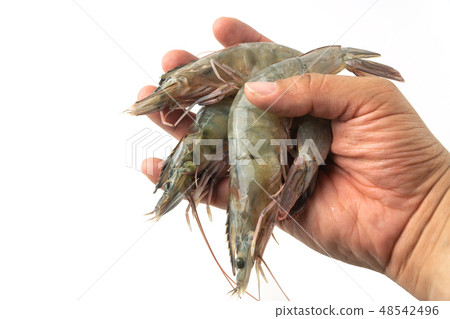 The hands of men holding group of fresh pacific The hands of men holding group of fresh pacific 48542496