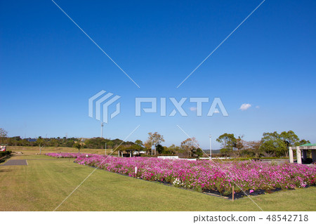 鹿兒島縣Akune-shi地址Hill Park Cosmos 48542718
