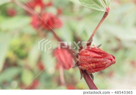 red roselle flowers red roselle flowers 48543365