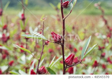 red roselle flowers 48543370