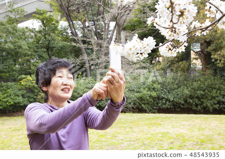 來看櫻桃的高級女性 來看櫻桃的高級女性 48543935