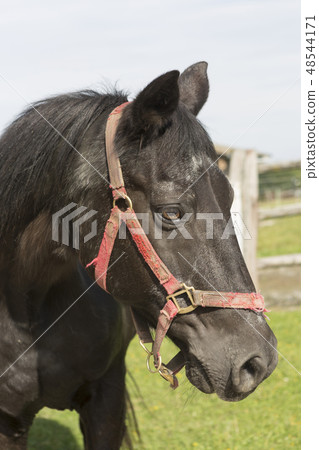 old brown horse on a meadow old brown horse on a meadow 48544171