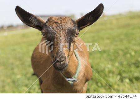 Young Pinzgauer goat in summertime Young Pinzgauer goat in summertime 48544174