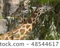 Giraffe eating at a zoo 48544617