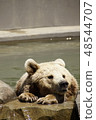 Bear at the zoo swimming 48544707