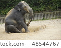 Zoo tired elephant 48544767