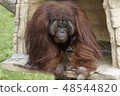 Male zoo orangutan 48544820