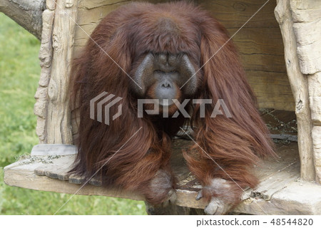 Male zoo orangutan Male zoo orangutan 48544820