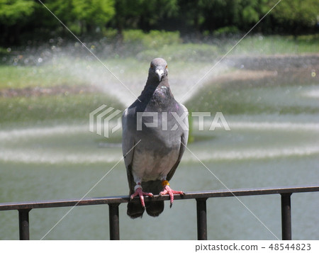 pigeon pigeon 48544823