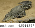 Zoo crocodile 48544857