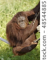 Orangutan female in a zoo 48544885