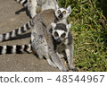 Zoo american tail lemur hat 48544967