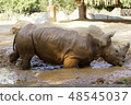 Zoo white rhinoceros mud bath 48545037
