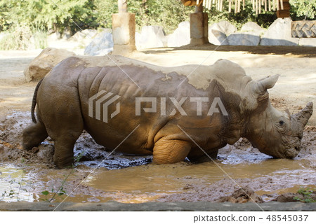 Zoo white rhinoceros mud bath Zoo white rhinoceros mud bath 48545037