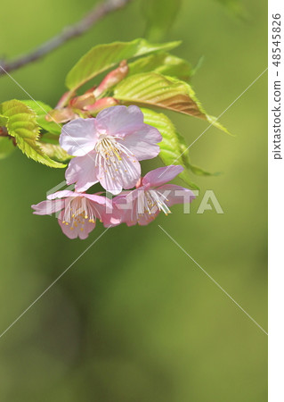 Kawazu cherry blossoms on a sunny day Kawazu cherry blossoms on a sunny day 48545826