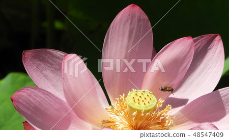蓮花 蓮花 48547409