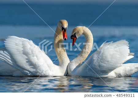 Swan on blue lake water in sunny day 48549311