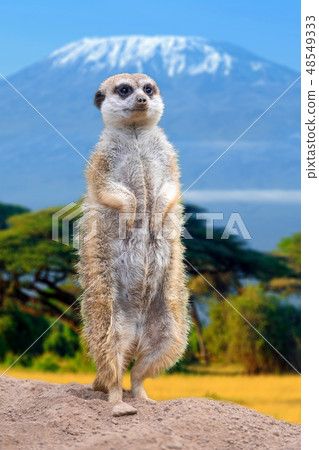 Meerkat standing view Meerkat standing view 48549333