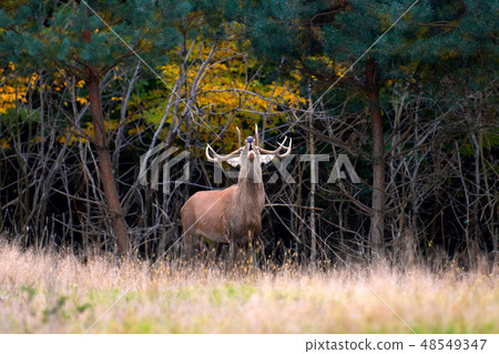 Deer on summer forest Deer on summer forest 48549347