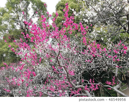 魯米在2019年 48549956