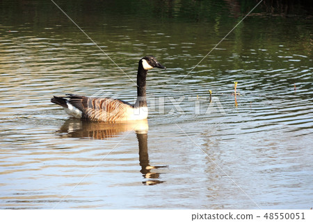 Black geese, Branta bernicla, on the water, spring Black geese, Branta bernicla, on the water, spring 48550051