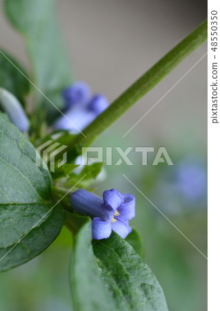 Tube clematis Tube clematis 48550350