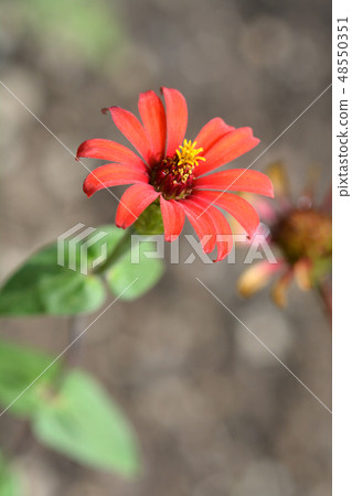 Peruvian zinnia Peruvian zinnia 48550351