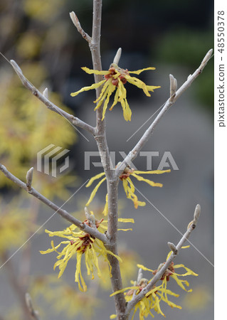 Witch Hazel Arnold Promise 48550378