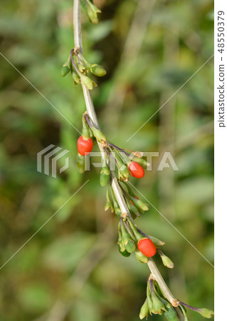 Chinese boxthorn 48550379