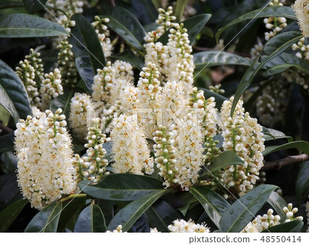 Laurel Cherry, Prunus laurocerasus 48550414