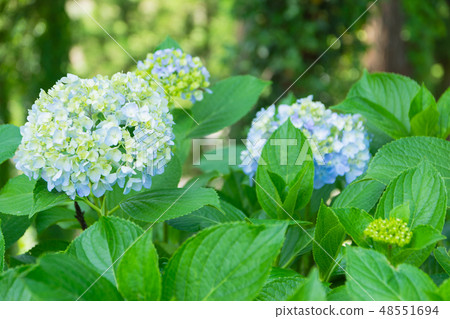 Hydrangea image 48551694