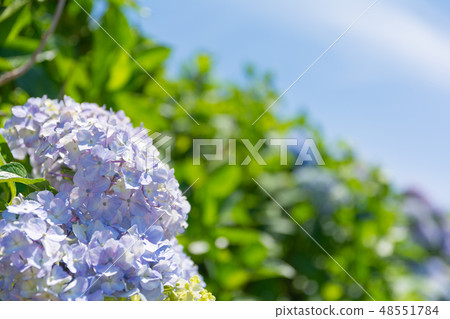 雨季花繡球花 雨季花繡球花 48551784