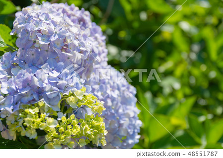 雨季花繡球花 雨季花繡球花 48551787