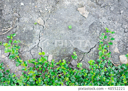 Green leaf with Dry ground texture for background 48552221