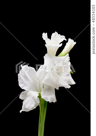 Gladiolus 48554105