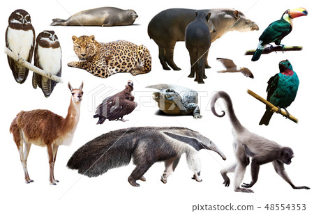 south american animals on white south american animals on white 48554353