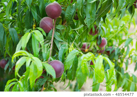 Tasty peaches on tree branch in garden at summer day Tasty peaches on tree branch in garden at summer day 48554477