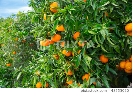 Closeup of ripe tangerines on tree Closeup of ripe tangerines on tree 48555030