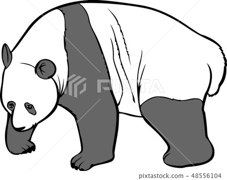 Panda image, illustration 48556104