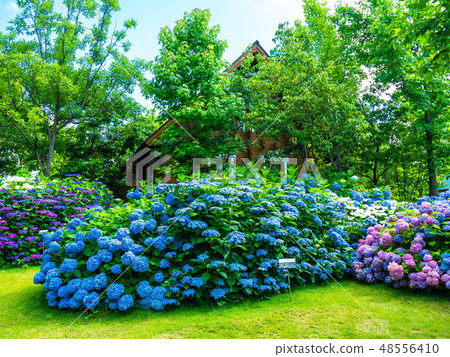 Lodge Mizusa繡球花 Lodge Mizusa繡球花 48556410