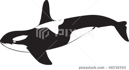 Fish image, illustration Fish image, illustration 48556593