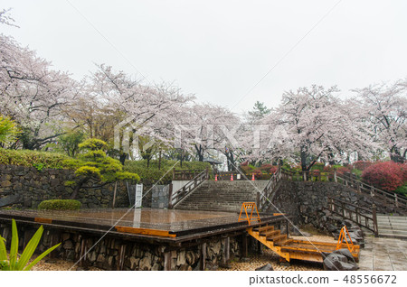 盛開的Somayoshino櫻花在雨中Asukiyama公園櫻花觀賞 48556672