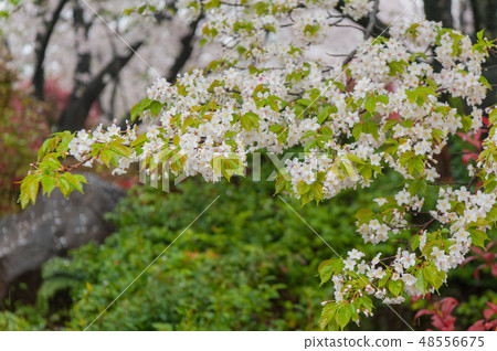 盛開的Somayoshino櫻花在雨中Asukiyama公園櫻花觀賞 48556675