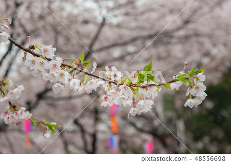 Somayoshino cherry tree in full bloom In the rain Asukiyama park Cherry blossom viewing Somayoshino cherry tree in full bloom In the rain Asukiyama park Cherry blossom viewing 48556698