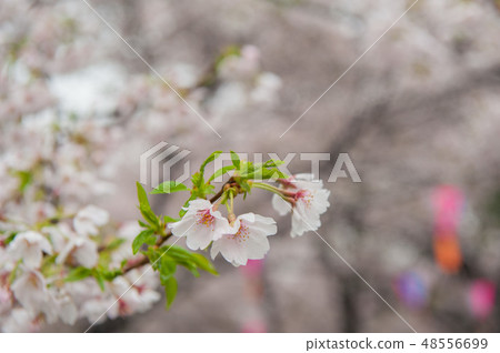 Somayoshino cherry tree in full bloom In the rain Asukiyama park Cherry blossom viewing 48556699