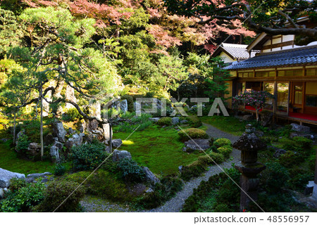 Autumn leaves of Oishikiji 48556957