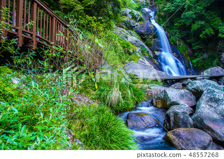 Fall of reward [Saga prefecture Karatsu City] 48557268