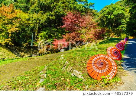 Kiyomizu Waterfall [Ogi City, Saga Prefecture] 48557379