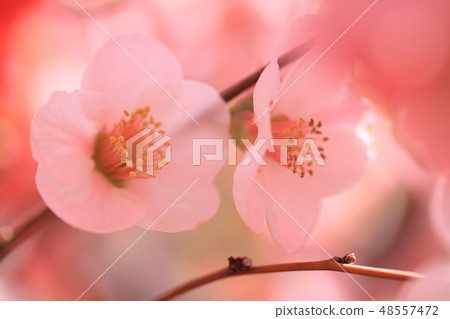 Couple of flowers of flowers 48557472